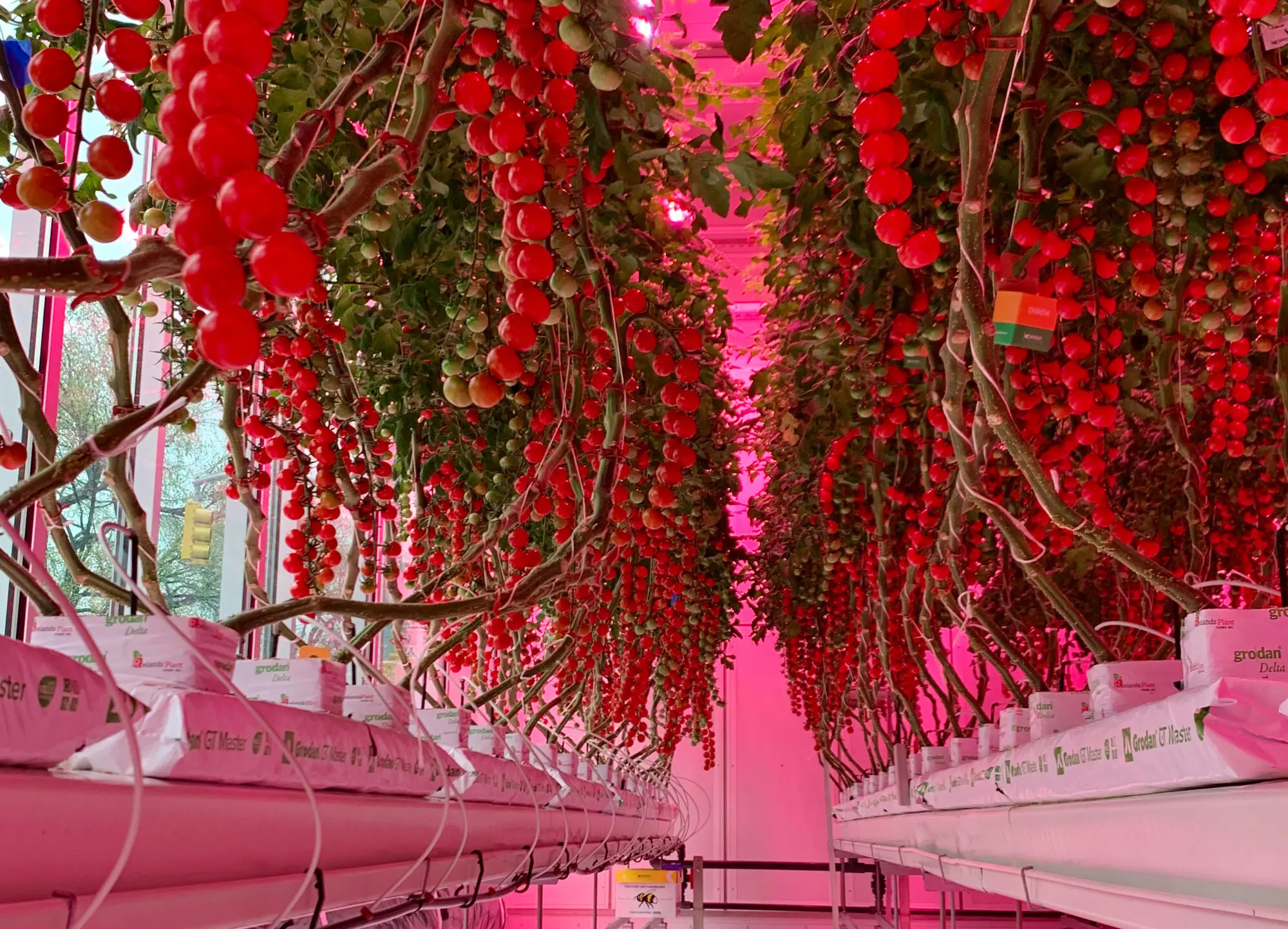 Design Future Pandemic Climate